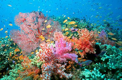 The Effects of Pollution on Coral Reefs and Steps Towards Remediation